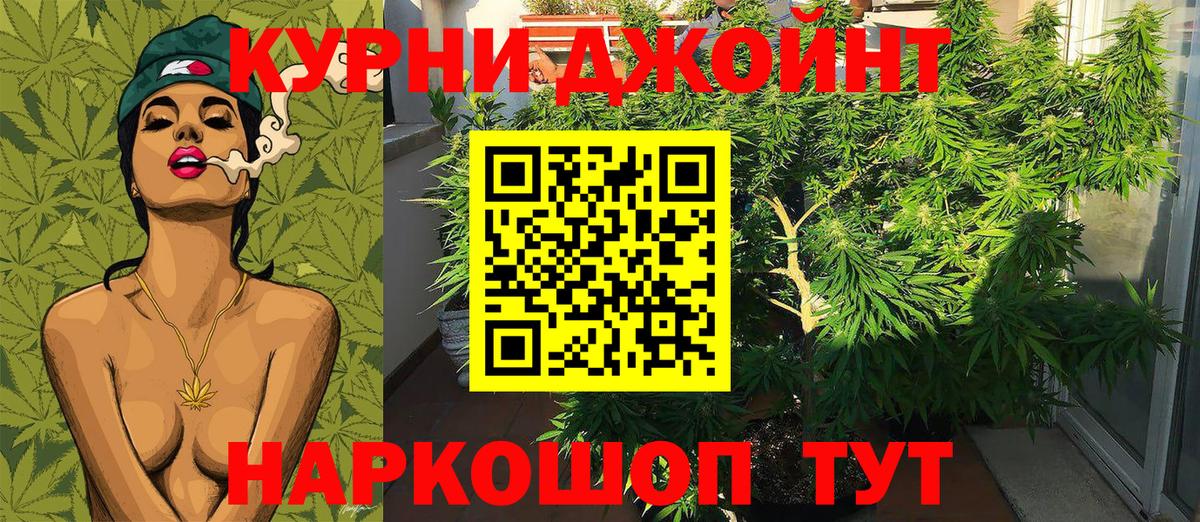 Конопля сатива Пугачёв